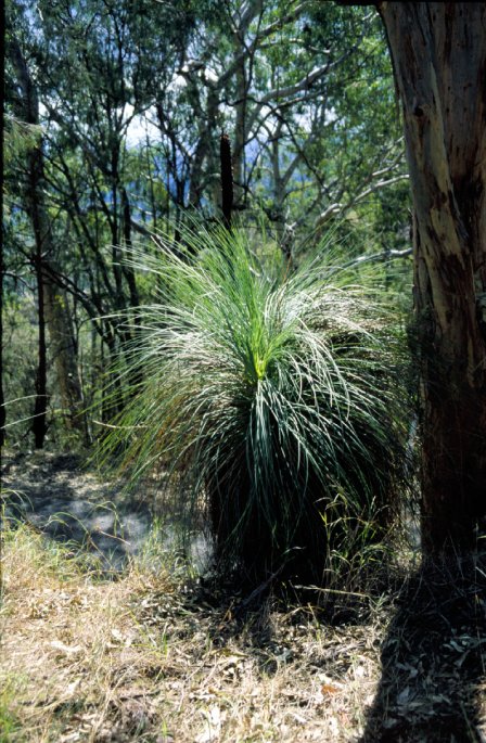 Strange plant near Mt Tambourine, Australia. It looks like a green brush on top of a dark cylinder, with green fading to black from top to bottom