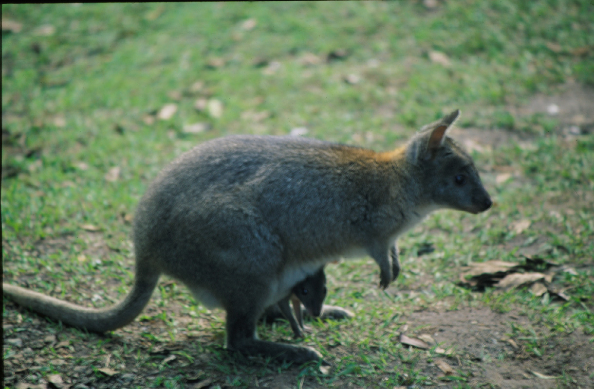 a wallaby