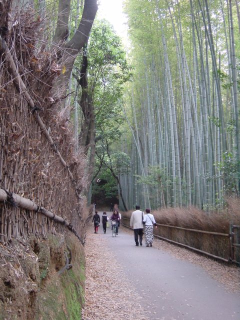 Foret de bambous, Arashiyama, Kyoto, Japon.